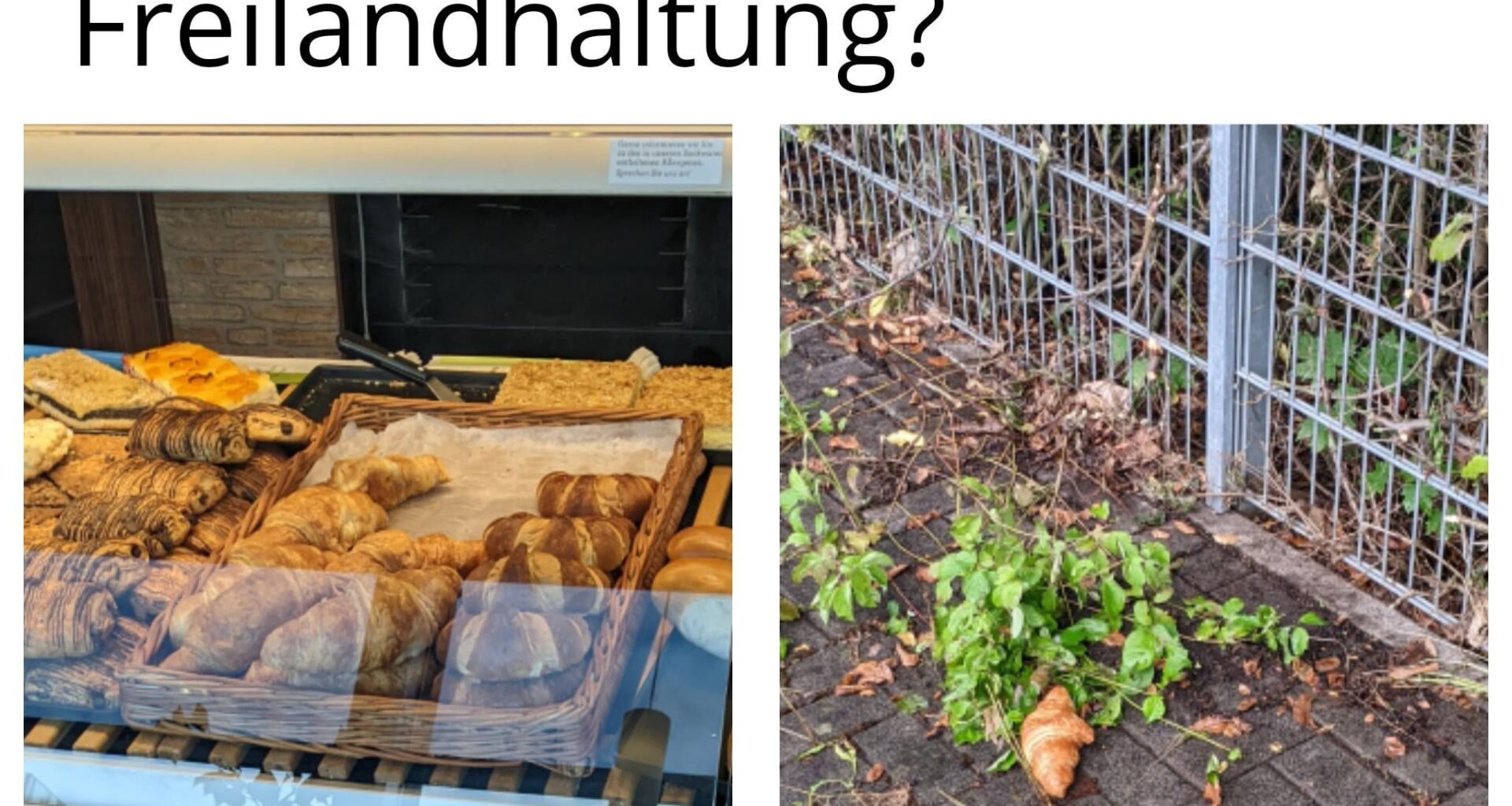 Ich🥐iel