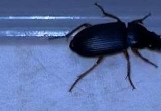 "Große" schwarze Käfer im Haus