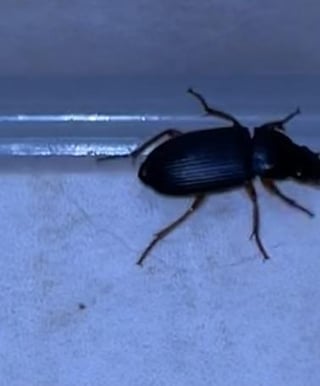 "Große" schwarze Käfer im Haus
