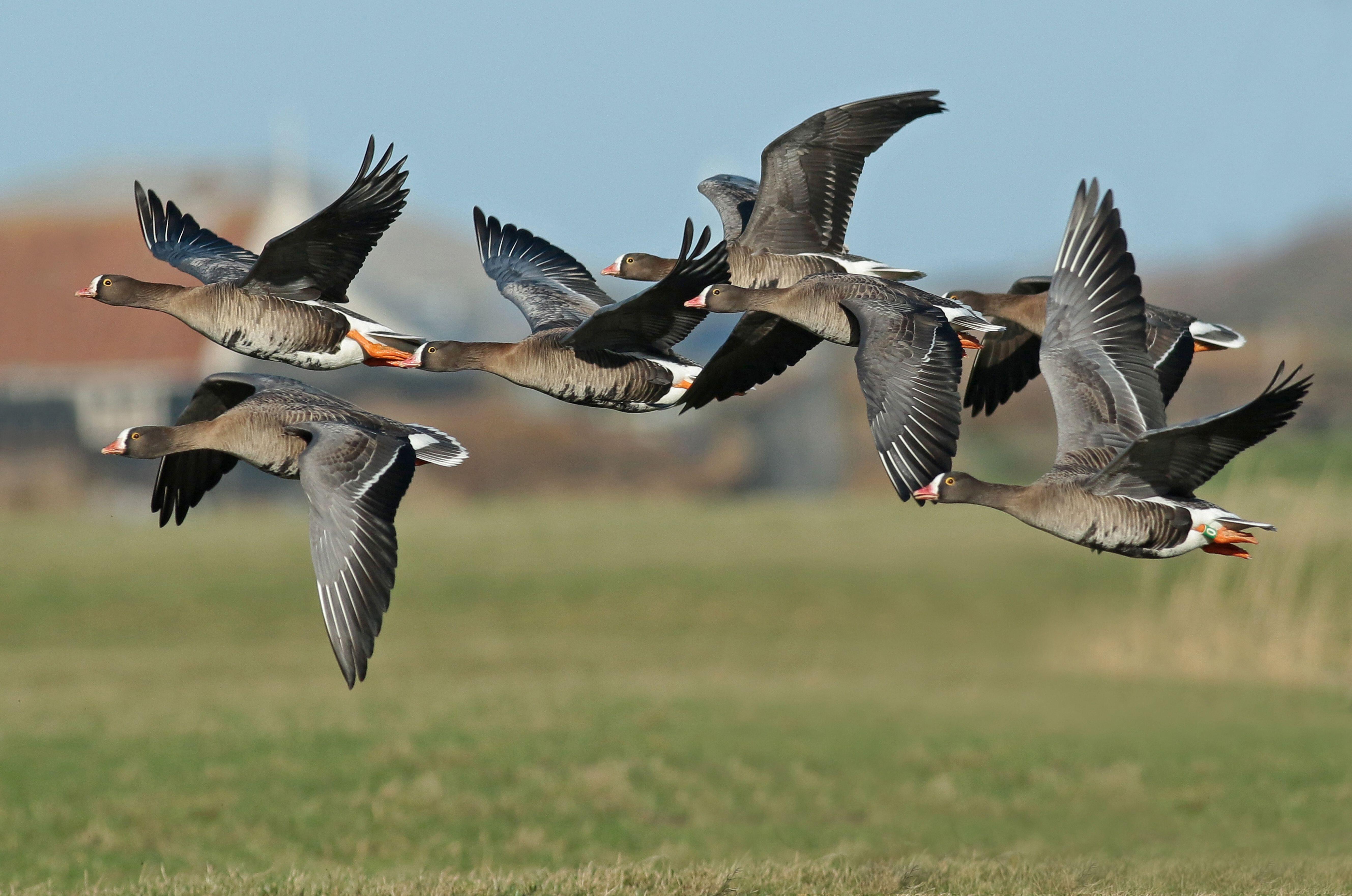 Lesser white-fronted geese in flight.