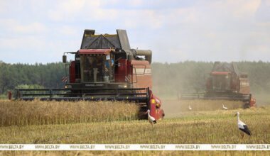 Belarus’ grain harvest past 3m tonnes