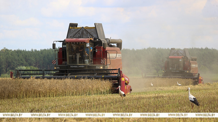 Belarus’ grain harvest past 3m tonnes