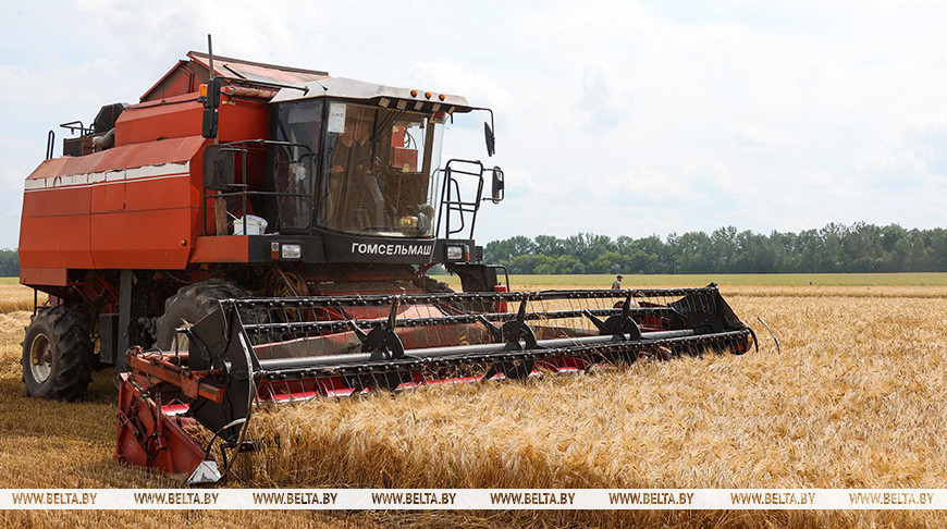 Belarus’ grain harvest past 4m tonnes