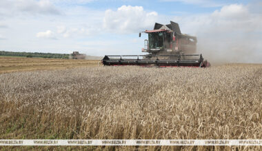 Belarus’ grain harvest past 8m tonnes