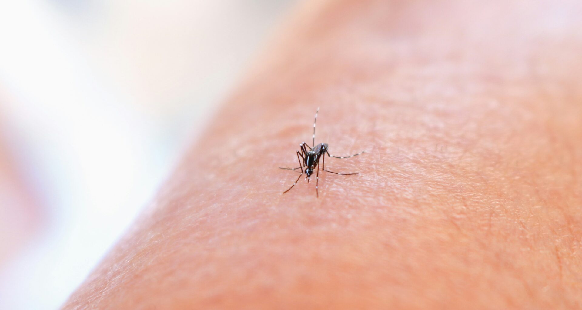Dengue surge in Samoa prompts swift New Zealand response