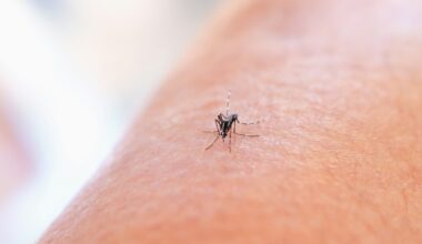 Dengue surge in Samoa prompts swift New Zealand response