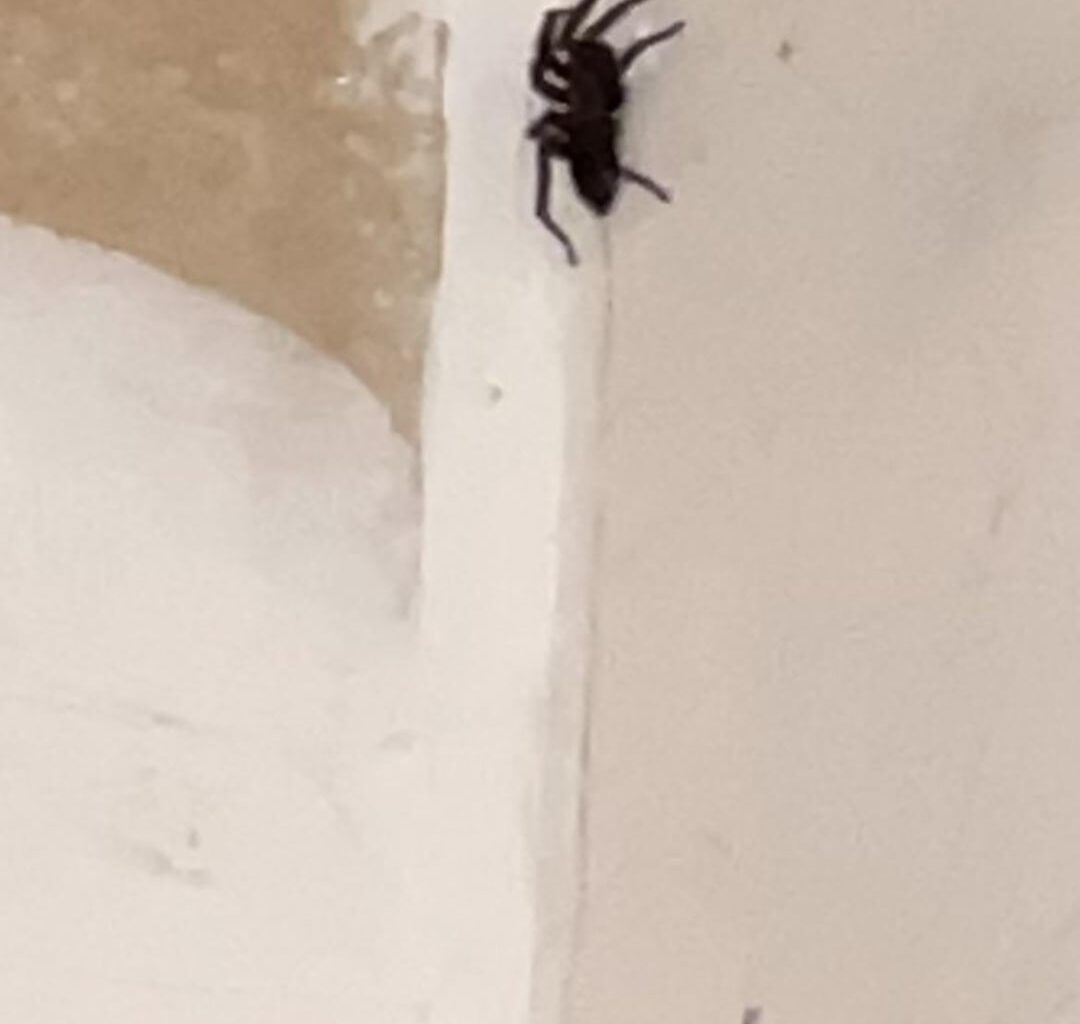 Welchen Spinnenart krabbelt hier herum?