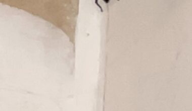 Welchen Spinnenart krabbelt hier herum?