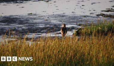 Britain's migratory birds arriving 'too soon', say Kent experts. It comes as conservationists warn early blackberries, conkers and even seals pupping at different times are all warning signs of climate change.