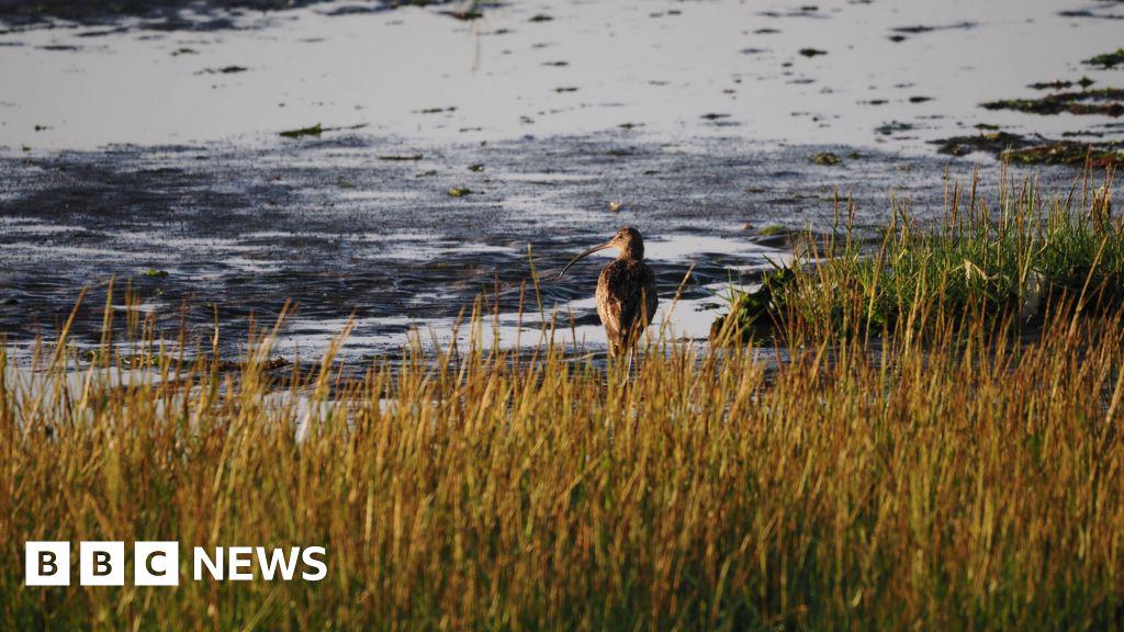 Britain's migratory birds arriving 'too soon', say Kent experts. It comes as conservationists warn early blackberries, conkers and even seals pupping at different times are all warning signs of climate change.