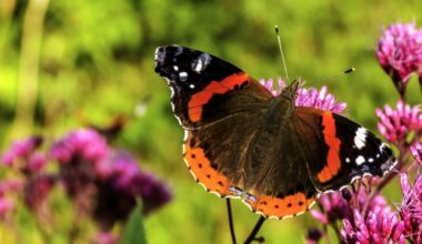 Death threat sent to butterfly researcher over pesticide report