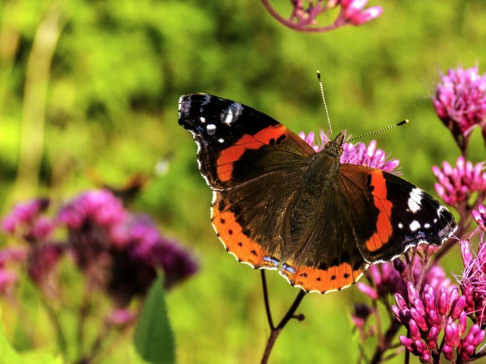 Death threat sent to butterfly researcher over pesticide report