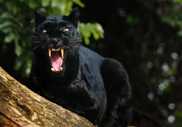 The sightings are being probed by big cat expert Rick Minter
