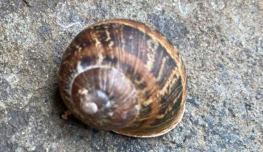 Weniger Nacktschnecken durch gefleckte Weinbergschnecke?