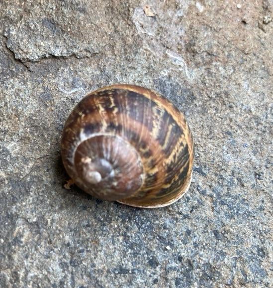 Weniger Nacktschnecken durch gefleckte Weinbergschnecke?