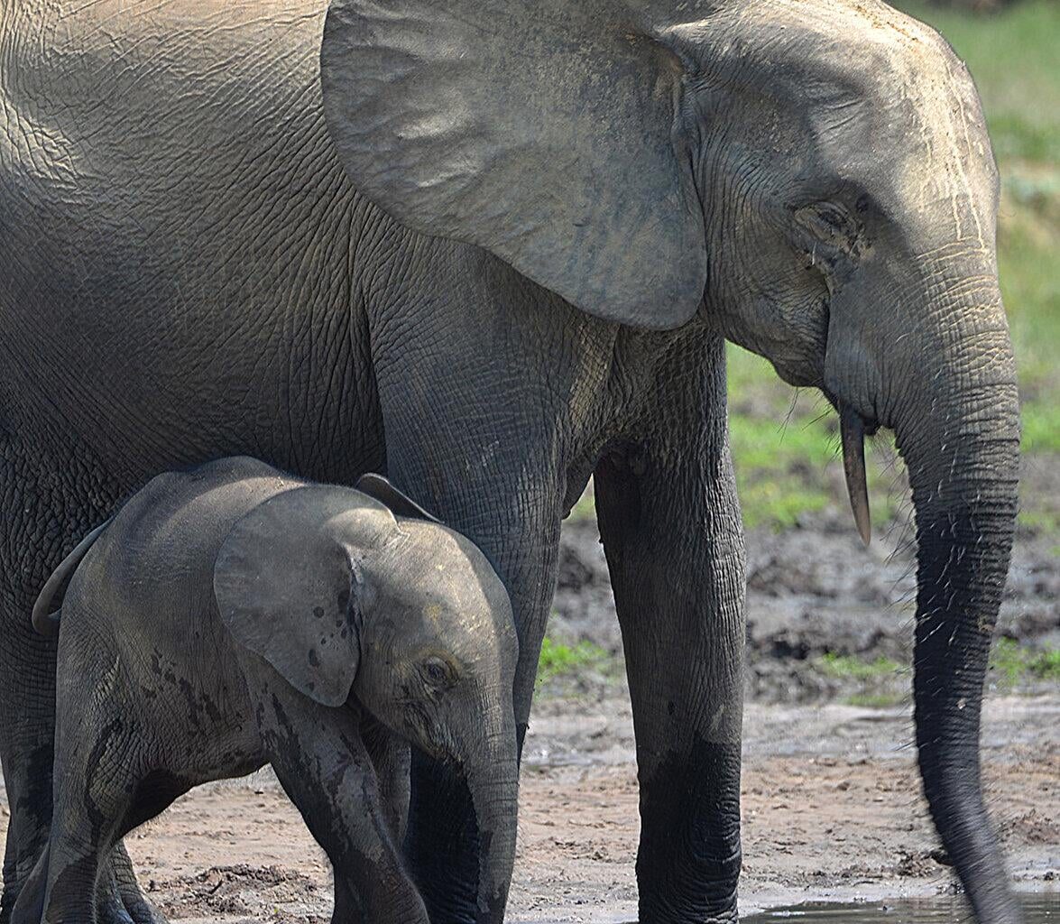 Elephant extinction could threaten everything from rainforests to musical instruments. "Forest elephants are a keystone species that disperse the seeds of both large and small rainforest trees. If they go extinct, we risk losing the ecological processes that sustain rainforests."
