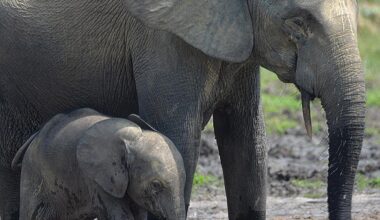 Elephant extinction could threaten everything from rainforests to musical instruments. "Forest elephants are a keystone species that disperse the seeds of both large and small rainforest trees. If they go extinct, we risk losing the ecological processes that sustain rainforests."