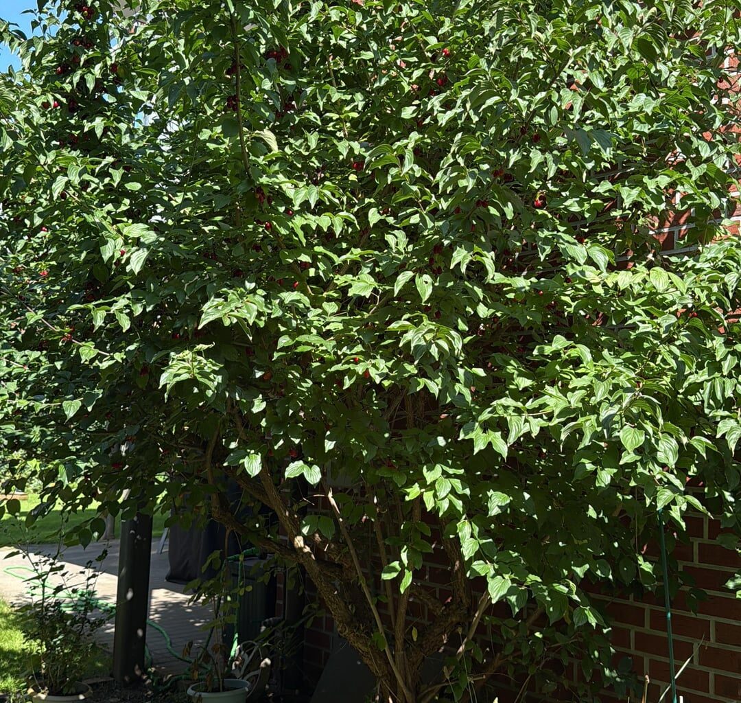 Wer weiß was das für ein Baum ist?