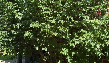 Wer weiß was das für ein Baum ist?