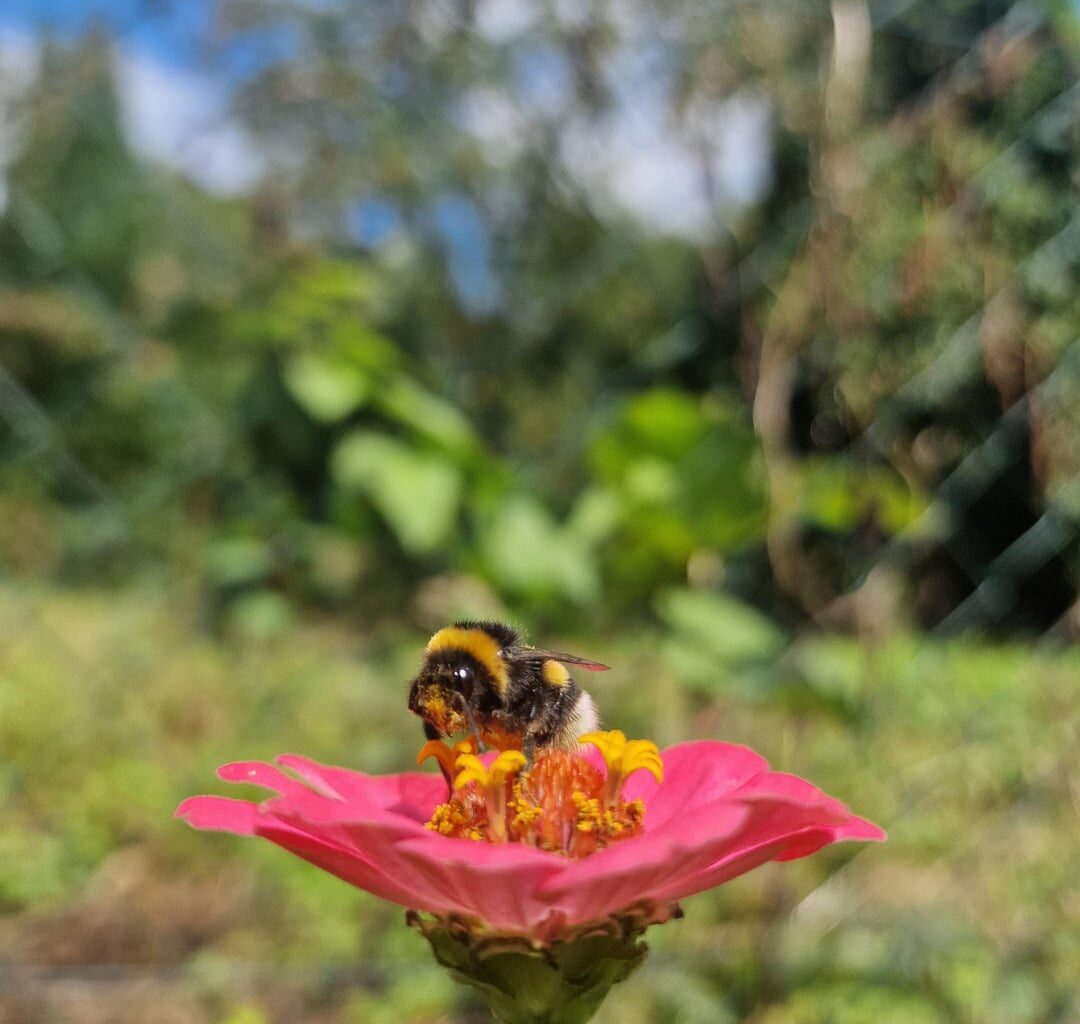 Hummel mit gelber Schnute