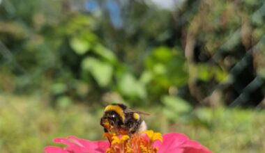 Hummel mit gelber Schnute