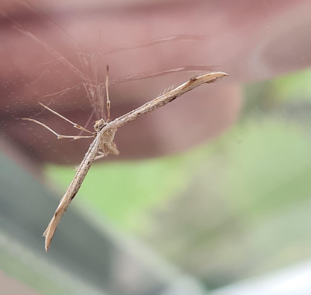 Was habe ich da an meinem Fenster gefunden?
