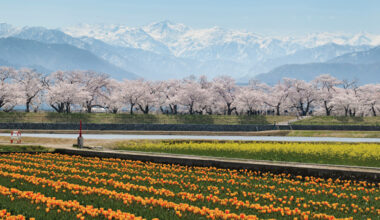 Japan Guides for Curious Travelers