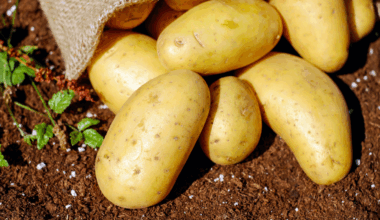 9 health benefits of potatoes (backed by science)