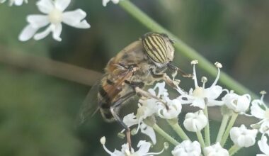 Eerste waarneming van de zweefvlieg Eristalinus taeniops voor België