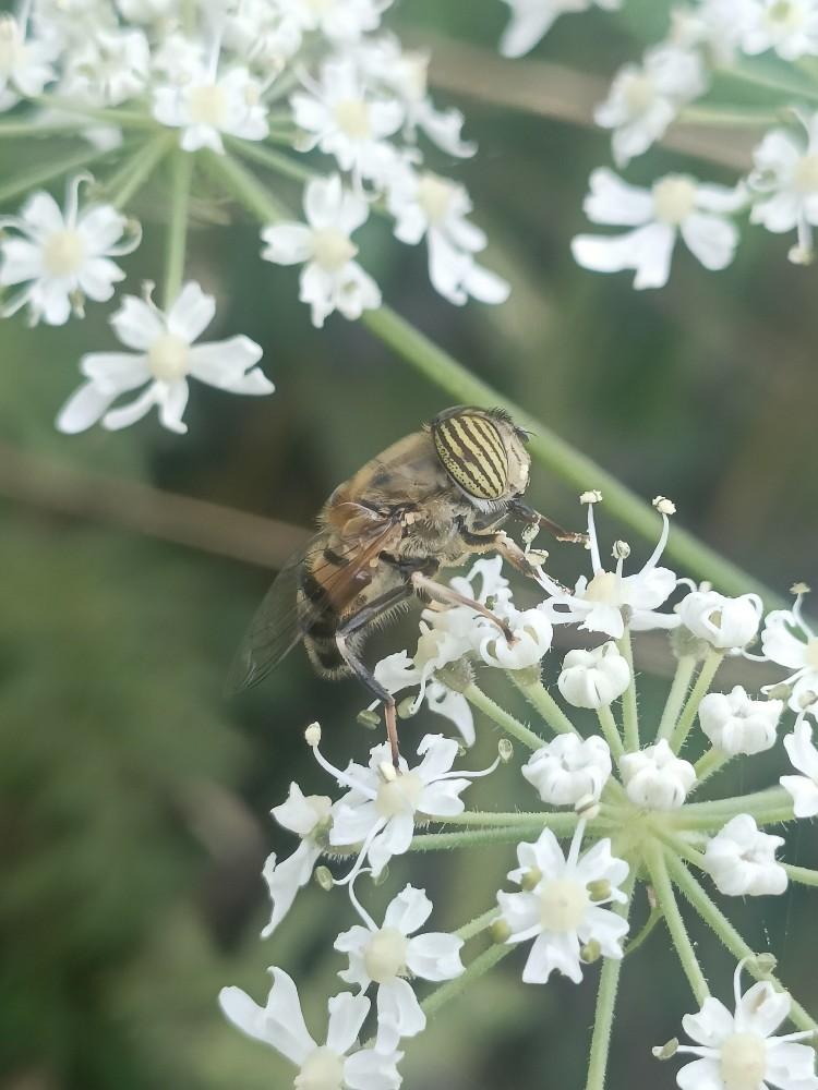 Eerste waarneming van de zweefvlieg Eristalinus taeniops voor België