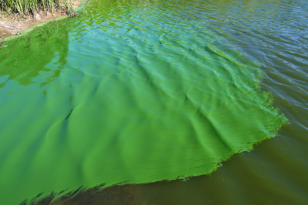Blaualgen in einem Baggerteich die durch Wind zusammengetrieben wurden