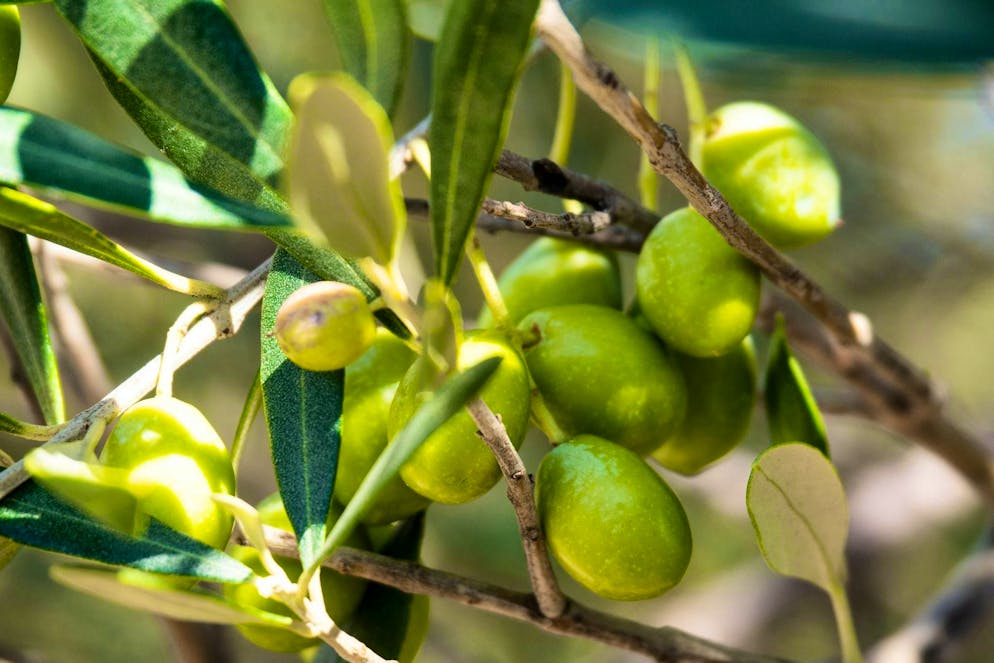 Due to climate change, olives could soon be cultivated in Switzerland.