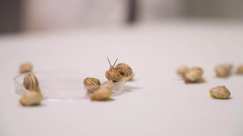 Theba pisana snails on a bench in the university lab.