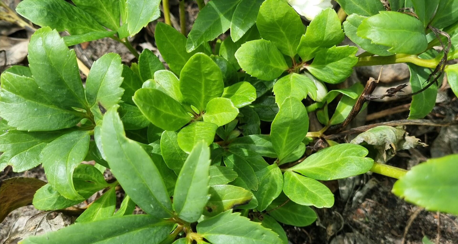 Christrose