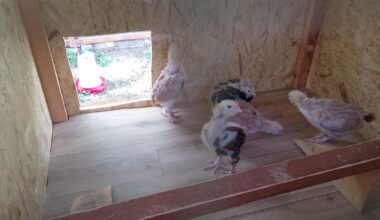 Novostavba 1+kk 1m² + zahrada 4m², kolik jim mám nastřelit nájem a kauci? A je vůbec dobrý brát do nájmu puberťáky do spolubydlení?