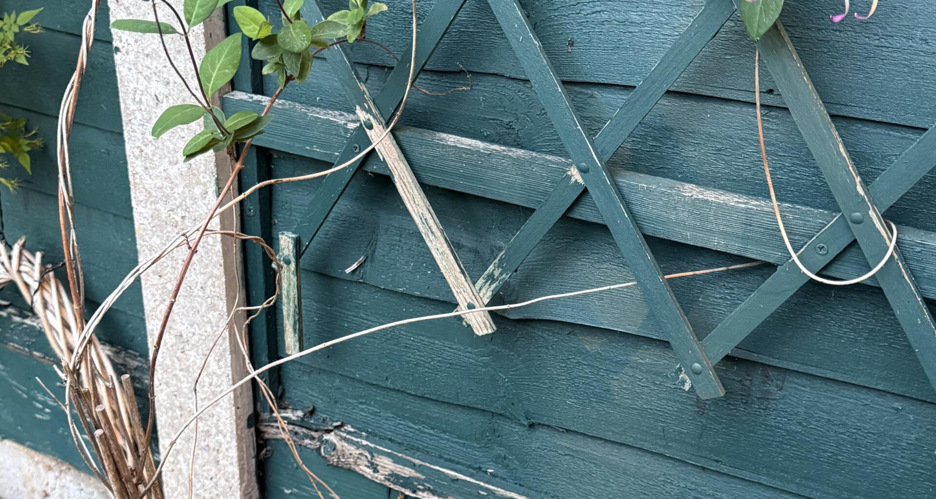 Negligent gardener here: I had no idea dead plants could come back to life. This guy died three years ago and I just left it in the pot.