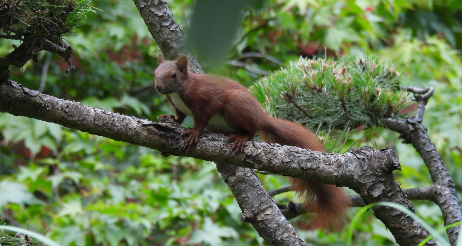 Eichhörnchen
