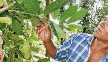 New EU rule may stir up trouble for Araku coffee exports