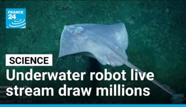 Mar del Plata Canyon: underwater robot live stream draws over a million viewers per day