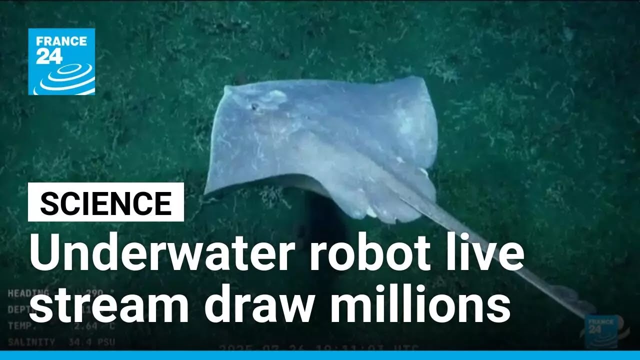 Mar del Plata Canyon: underwater robot live stream draws over a million viewers per day