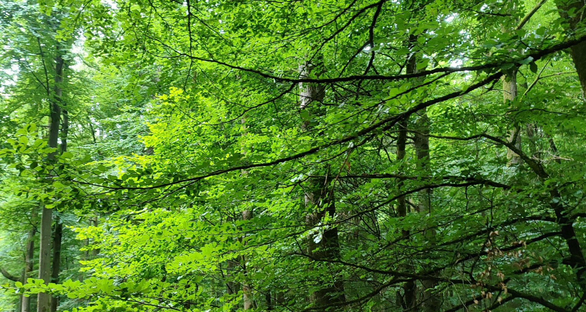 Im Spessart bei Rothenbuch spazieren