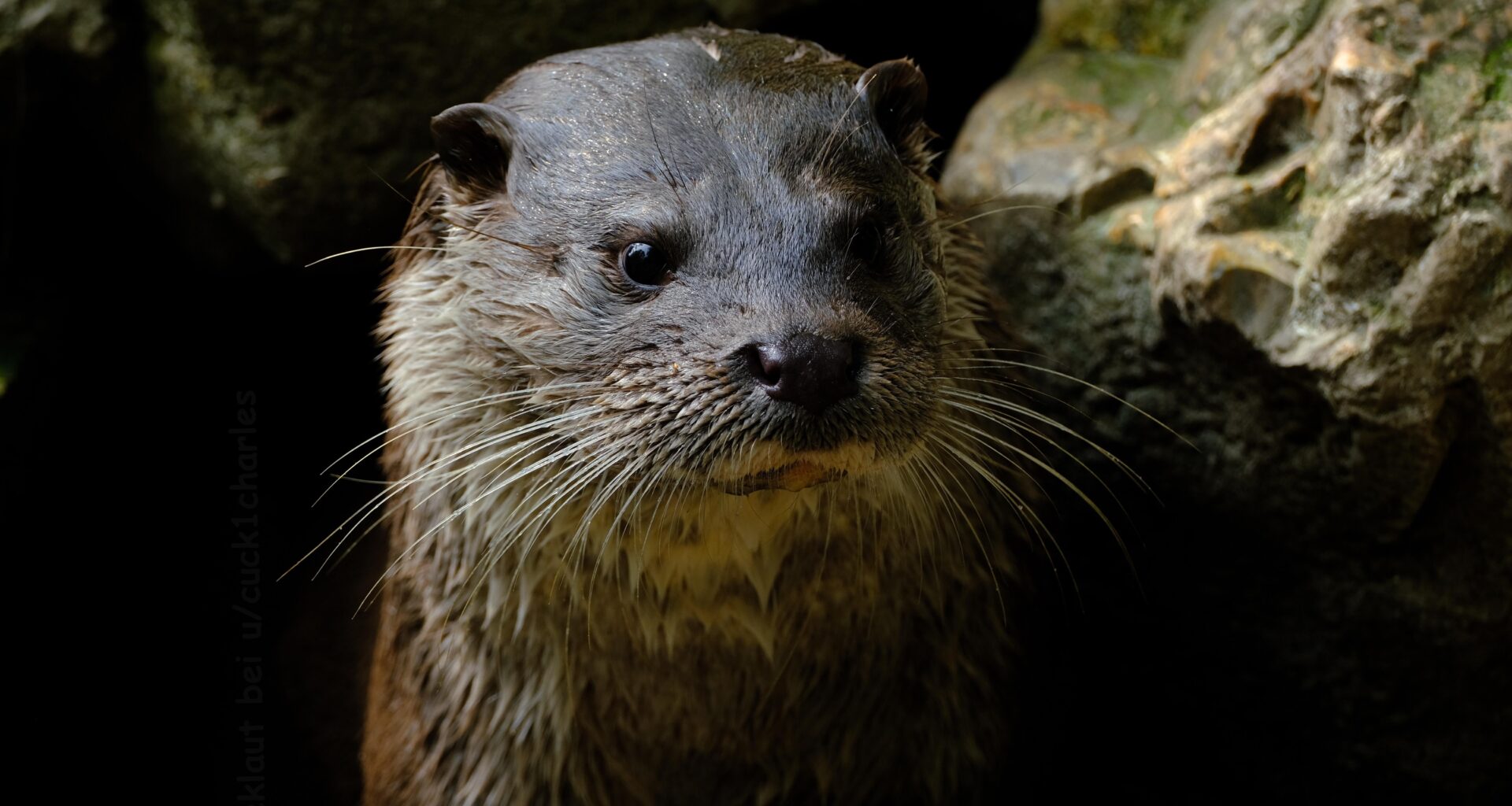 Gestern einen Otter gesehen😁