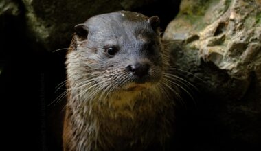 Gestern einen Otter gesehen😁