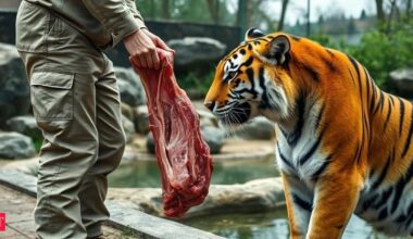 aalborg zoo pet donation: Denmark zoo sparks outrage for asking public to donate pets, and even horses for feeding tigers and lions