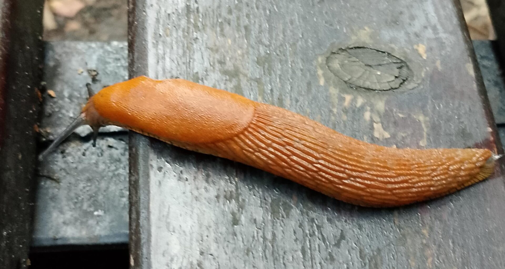 Przyszedł do mnie taki koleżka na ławce w parku.