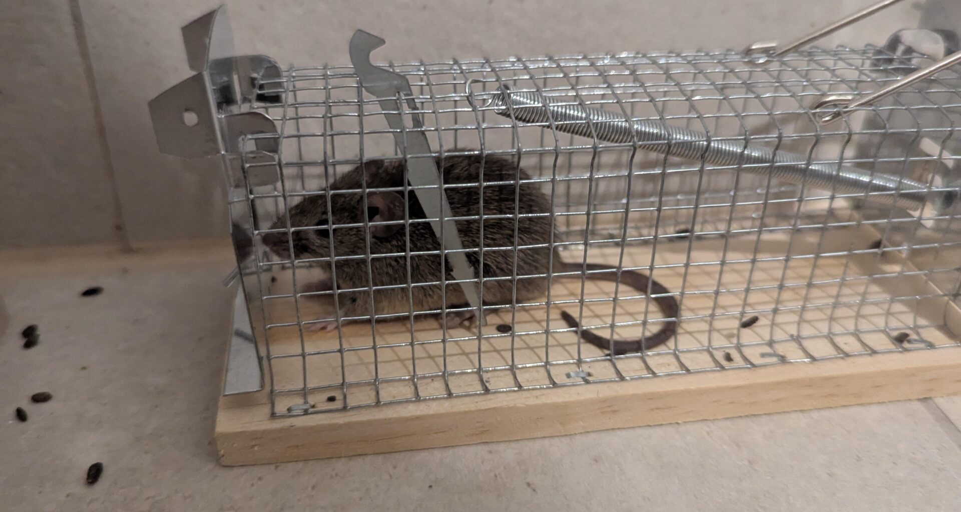 Maus gefangen, wo aussetzen?