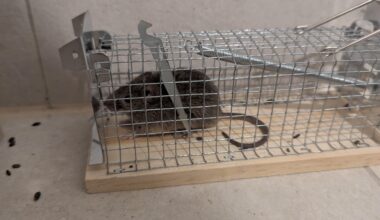 Maus gefangen, wo aussetzen?