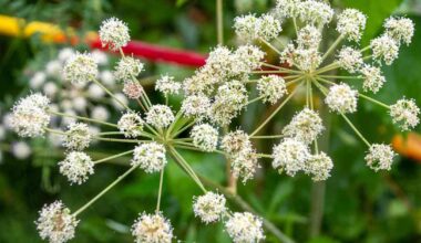 Experts warn about highly toxic plant blooming across Finland | Yle News