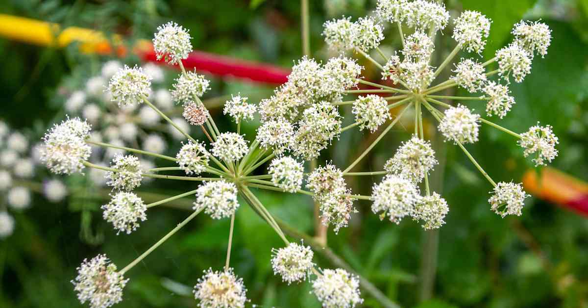 Experts warn about highly toxic plant blooming across Finland | Yle News