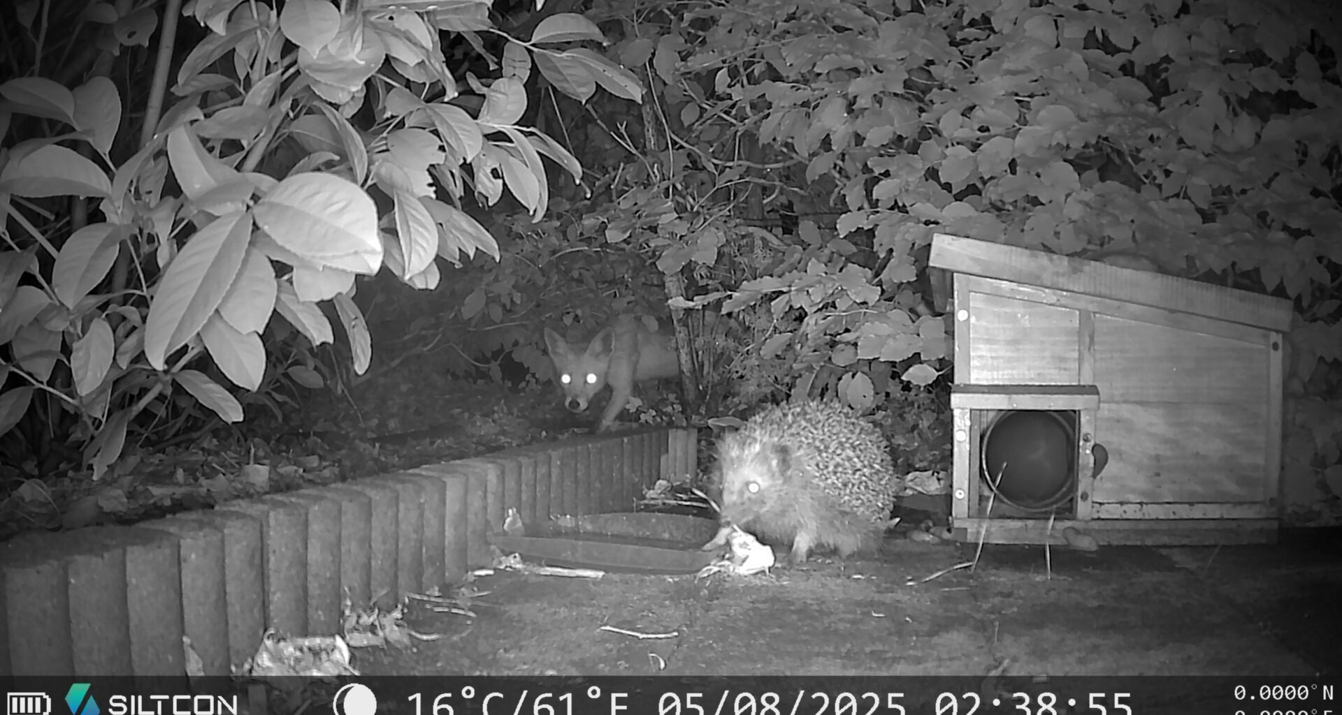 Nederlandse natuur: een jonge vos en een egel in de tuin